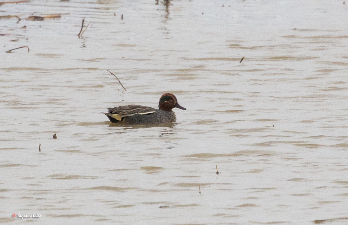 Green-winged Teal (Eurasian) - ML55180831