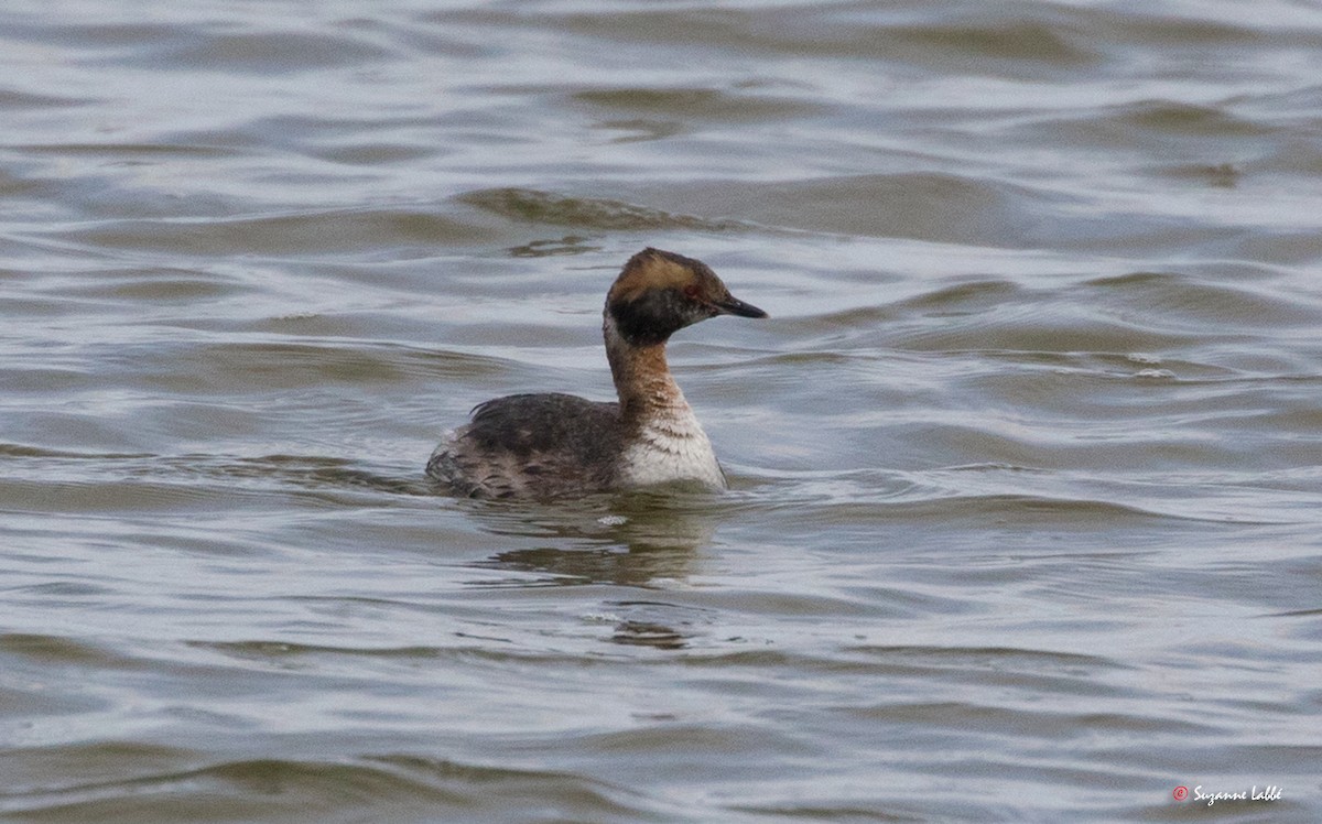 Horned Grebe - ML55180881