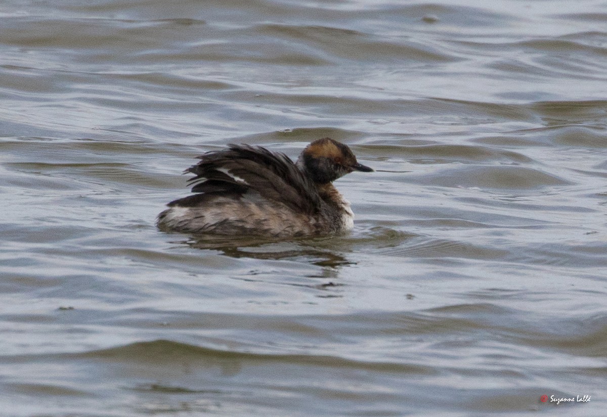 Horned Grebe - ML55180891