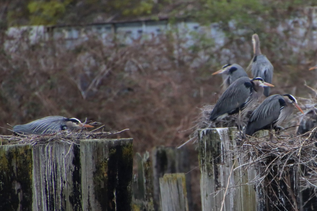 Great Blue Heron - ML551809751