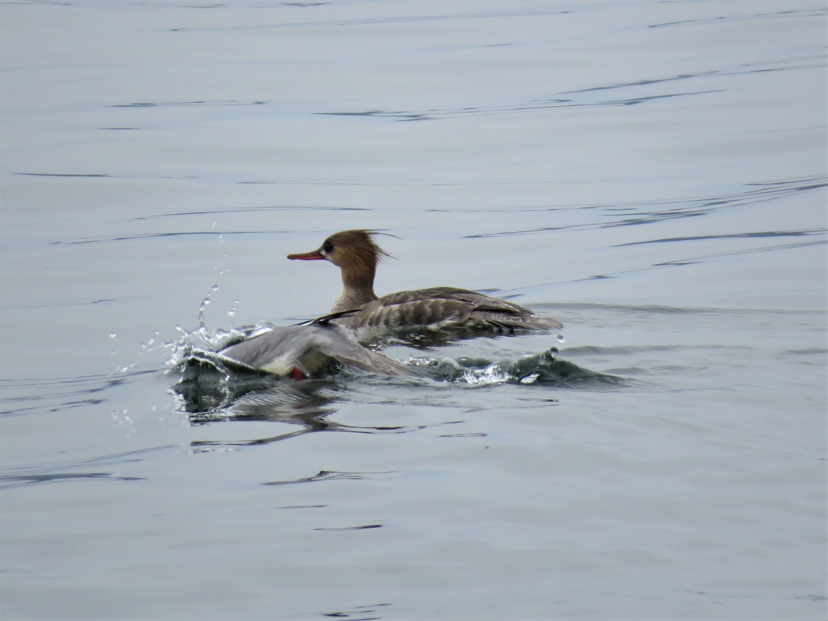 Red-breasted Merganser - ML551809841