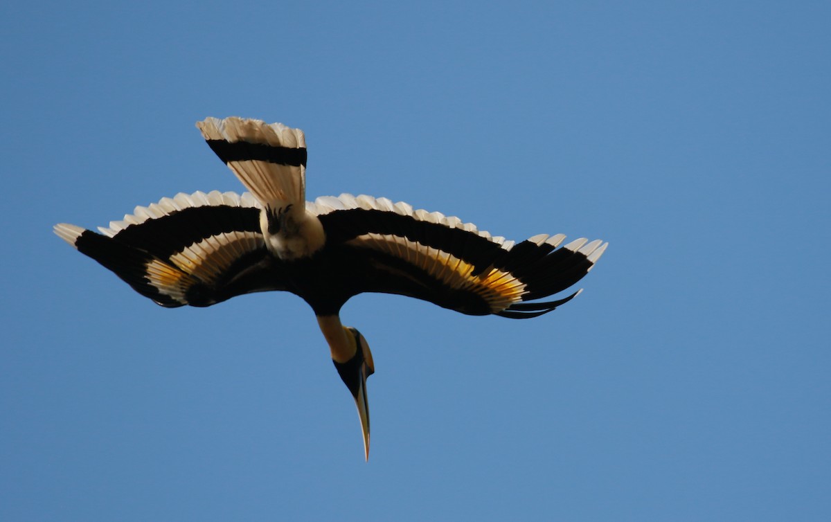 Great Hornbill - simon walkley