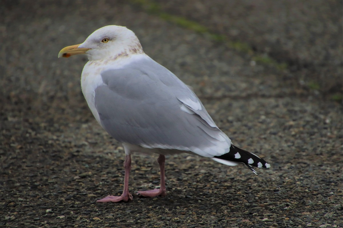 Goéland argenté - ML551812831