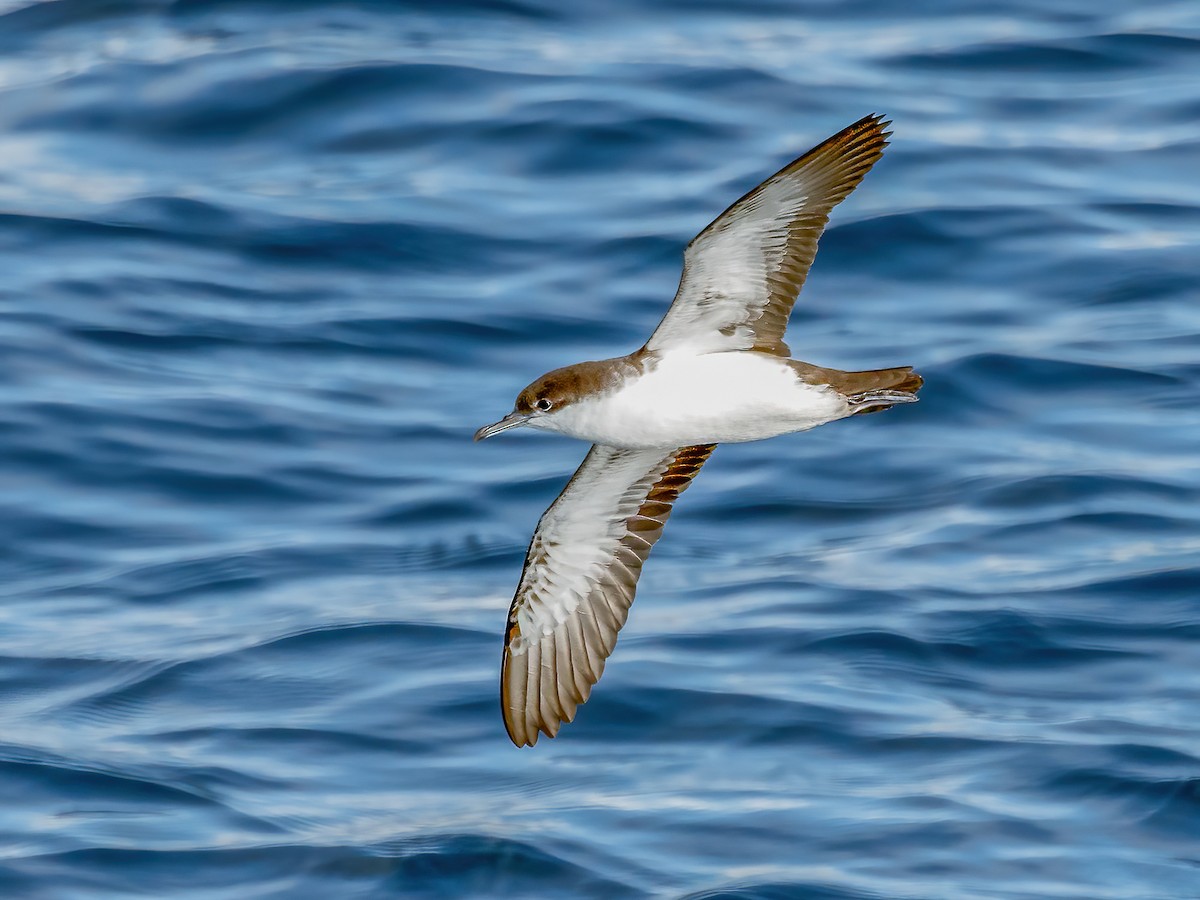 Galapagos Shearwater - Puffinus subalaris - Birds of the World