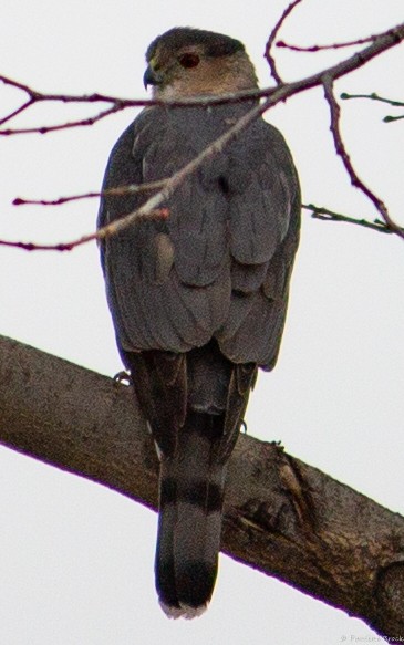 Cooper's Hawk - ML551814601