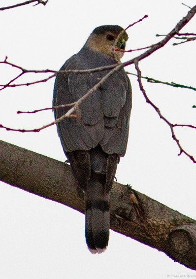 Cooper's Hawk - ML551814721