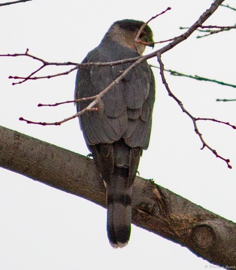 Cooper's Hawk - ML551814781