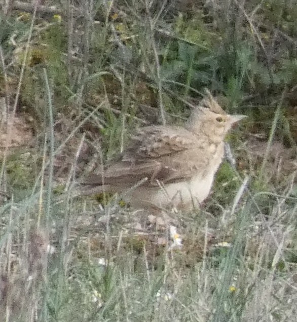 Cochevis de Thékla - ML551814981