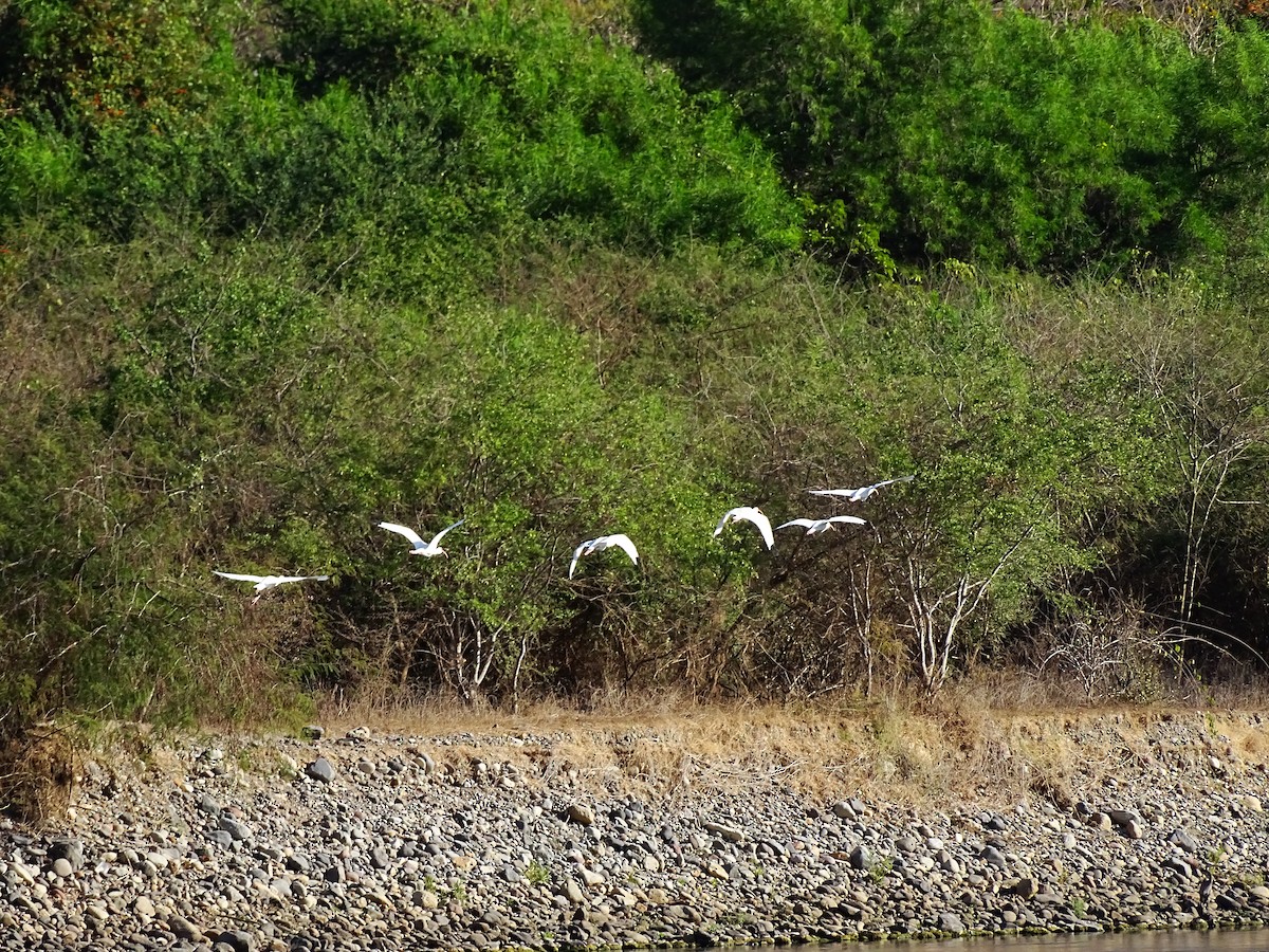 ibis bílý - ML551815501