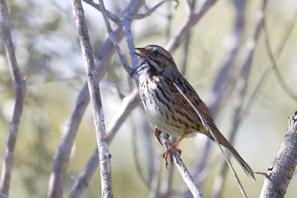 Song Sparrow - ML551815721