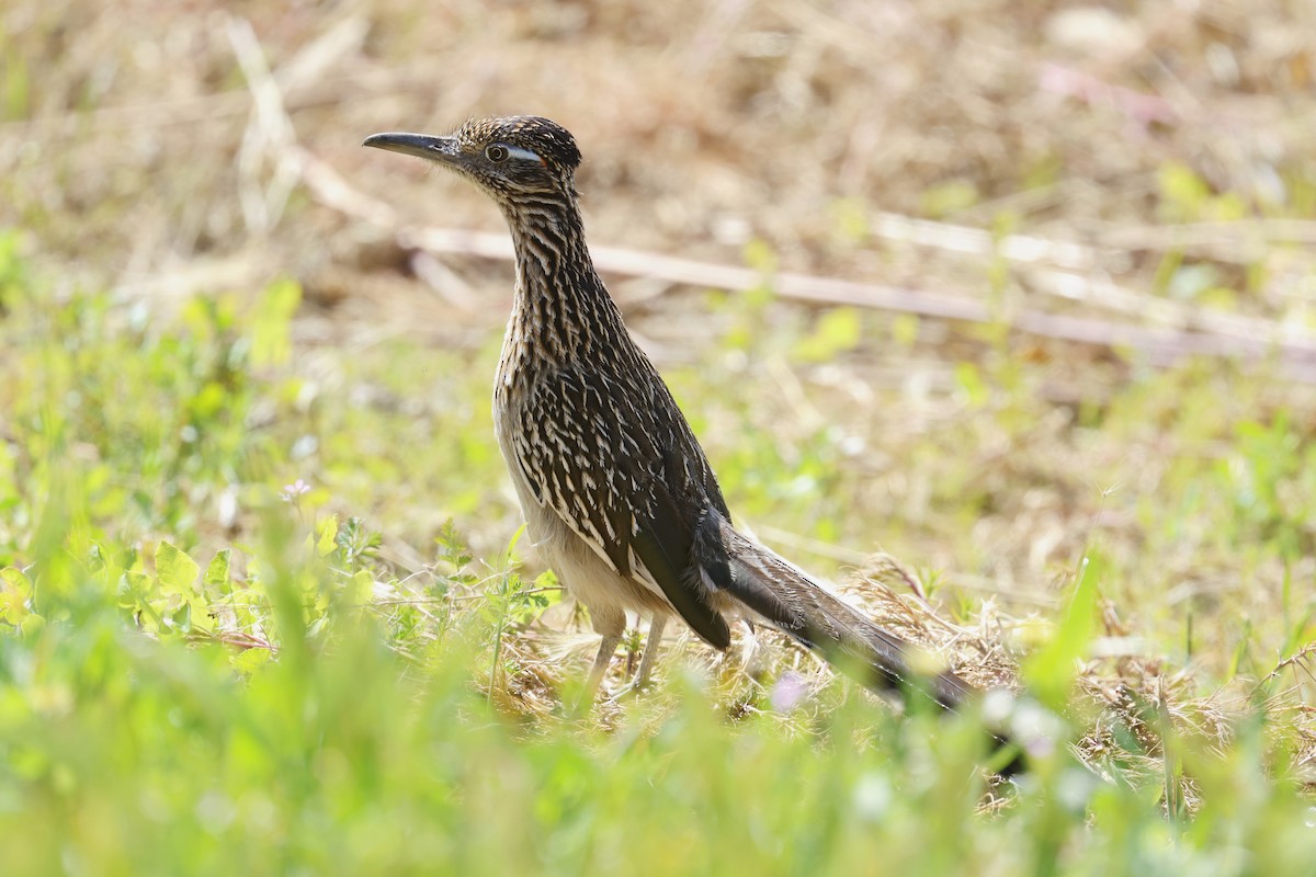 Greater Roadrunner - ML551815801