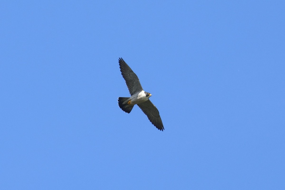 Peregrine Falcon - ML551816111