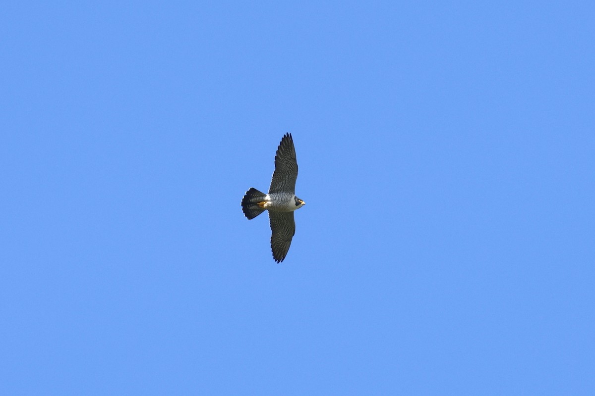 Peregrine Falcon - ML551816121