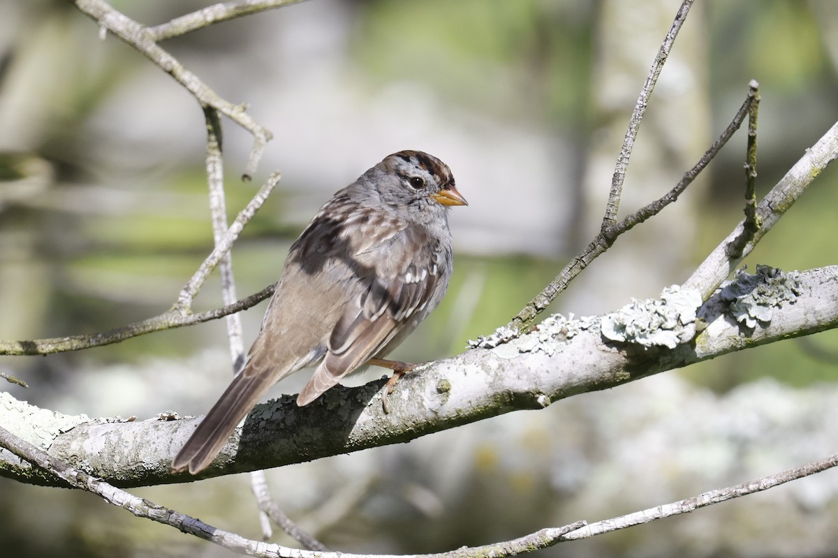 White-crowned Sparrow - ML551816281