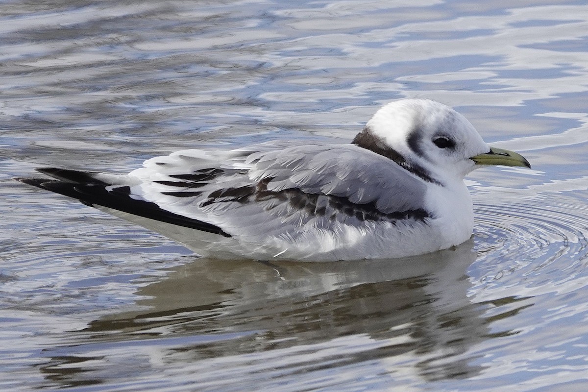 Black-legged Kittiwake - ML551816291