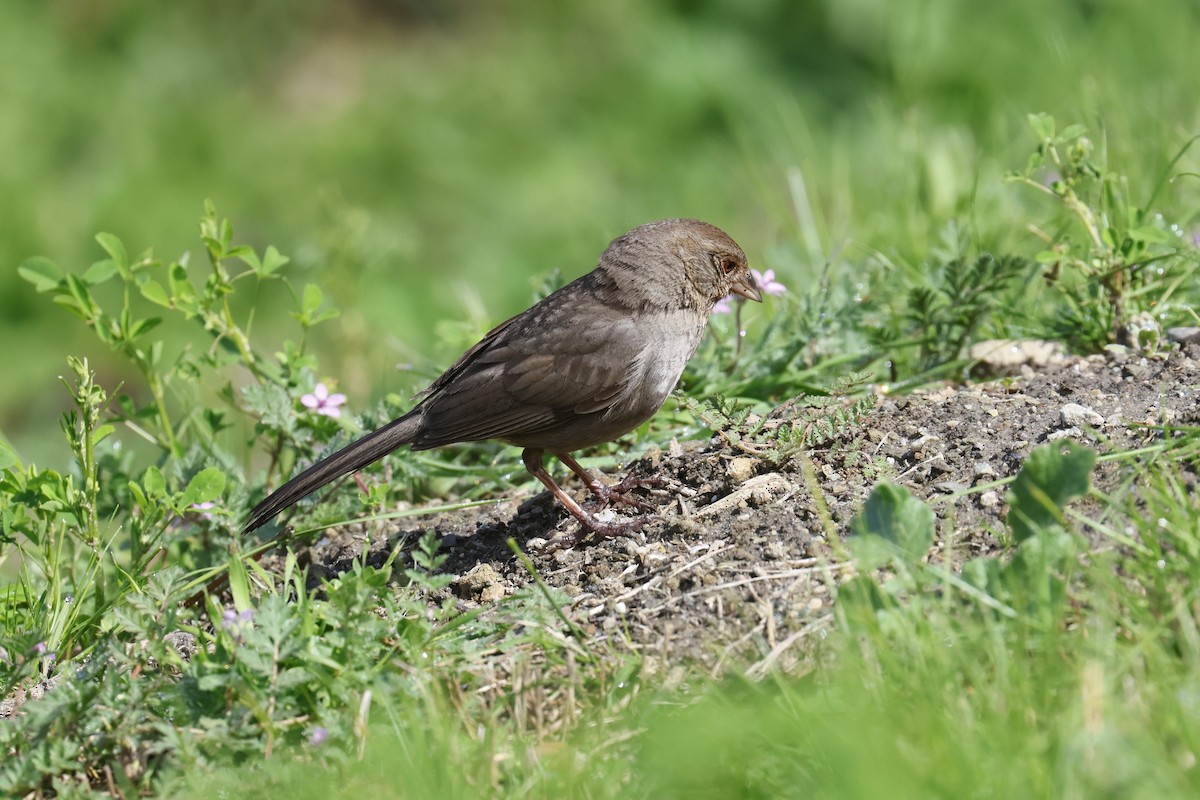 California Towhee - ML551816371