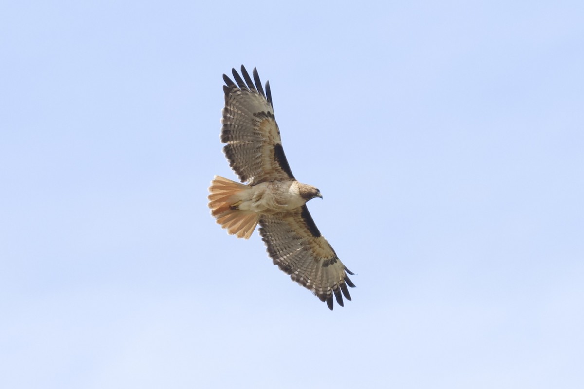 Red-tailed Hawk - ML551816451