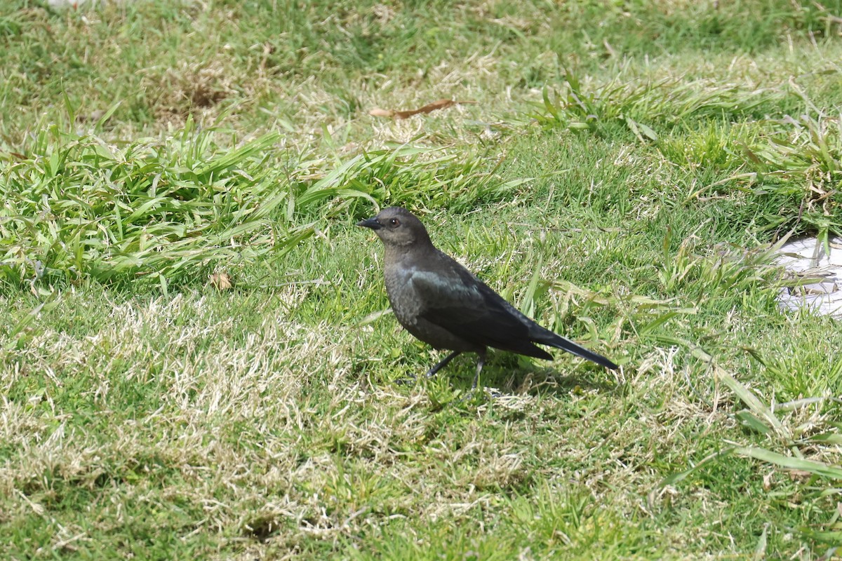 Brewer's Blackbird - ML551816791