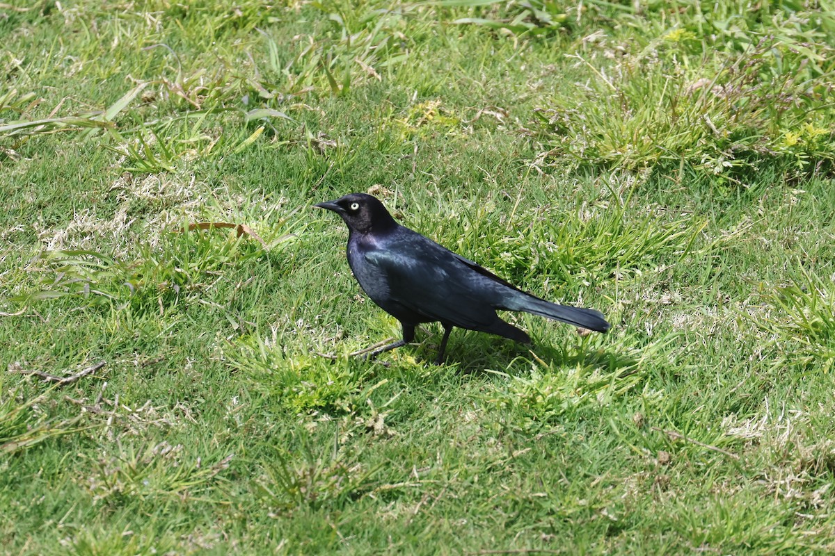 Brewer's Blackbird - ML551816841