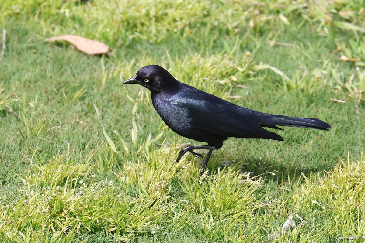 Brewer's Blackbird - ML551816861