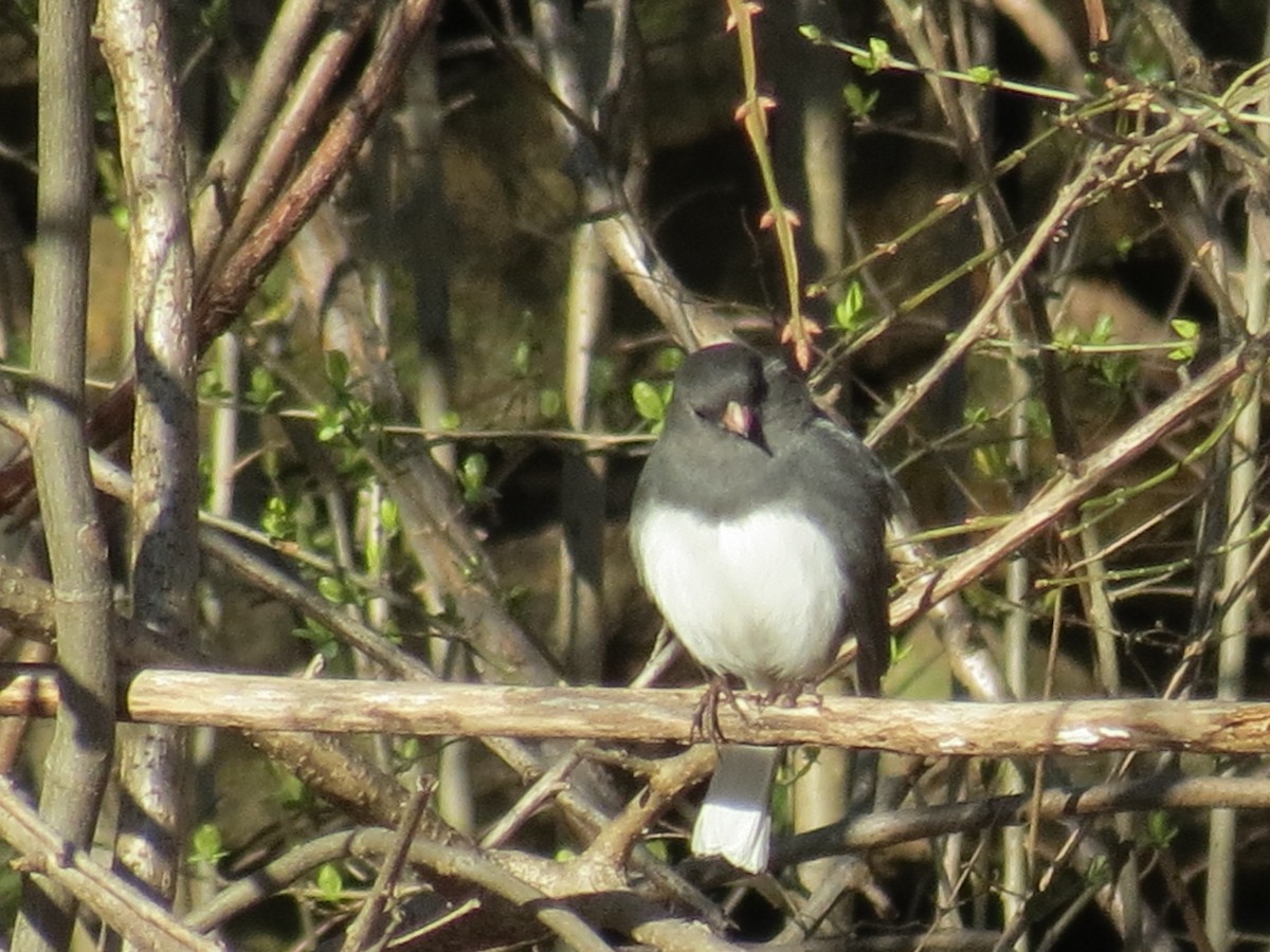 Junco Ojioscuro - ML551817481