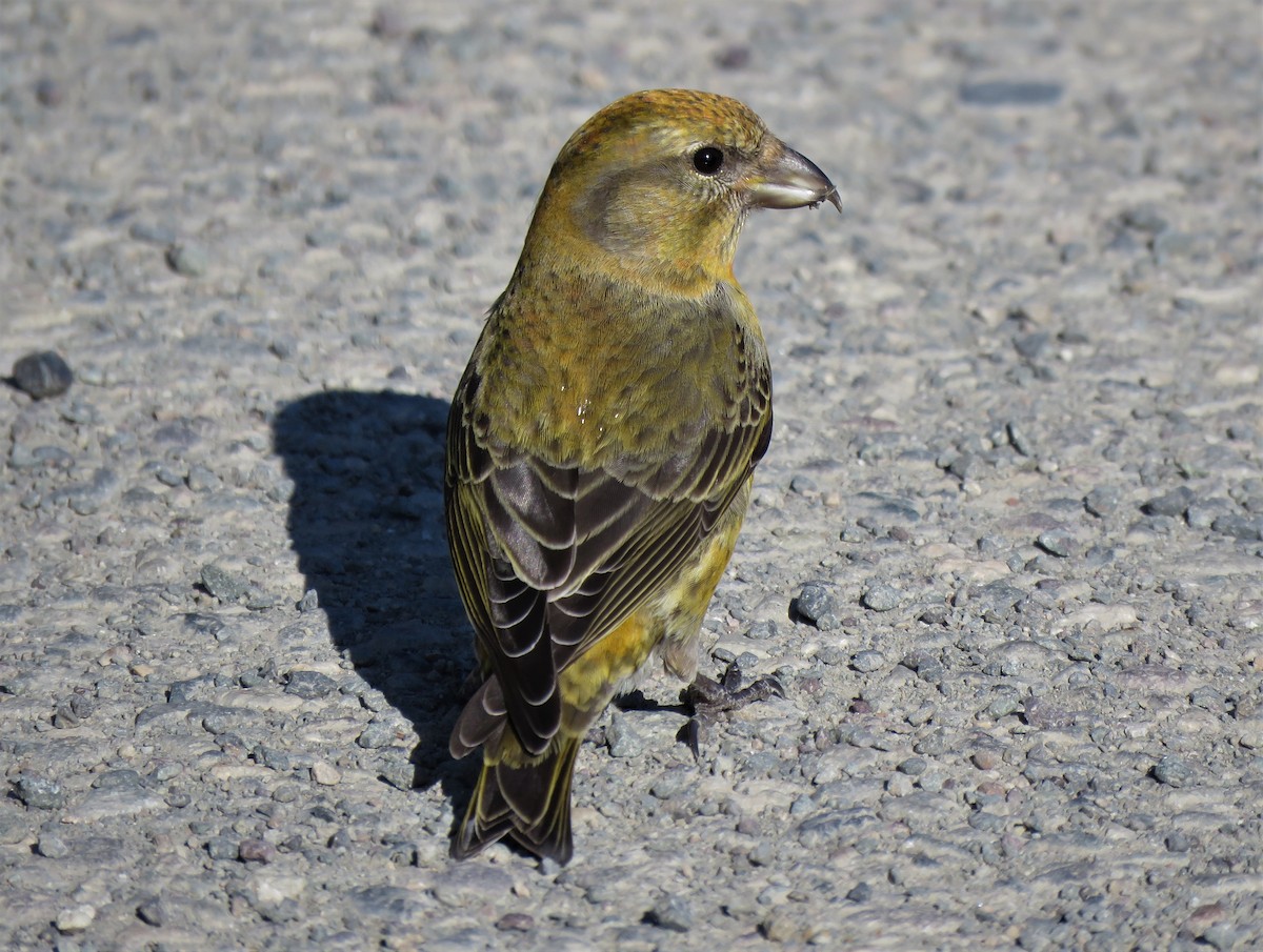 Red Crossbill - ML551818311