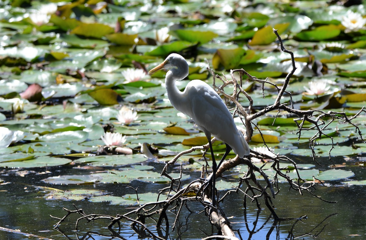 Great Egret - ML551818331