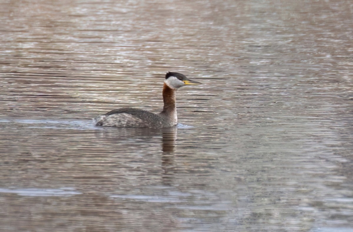 Red-necked Grebe - ML551818661