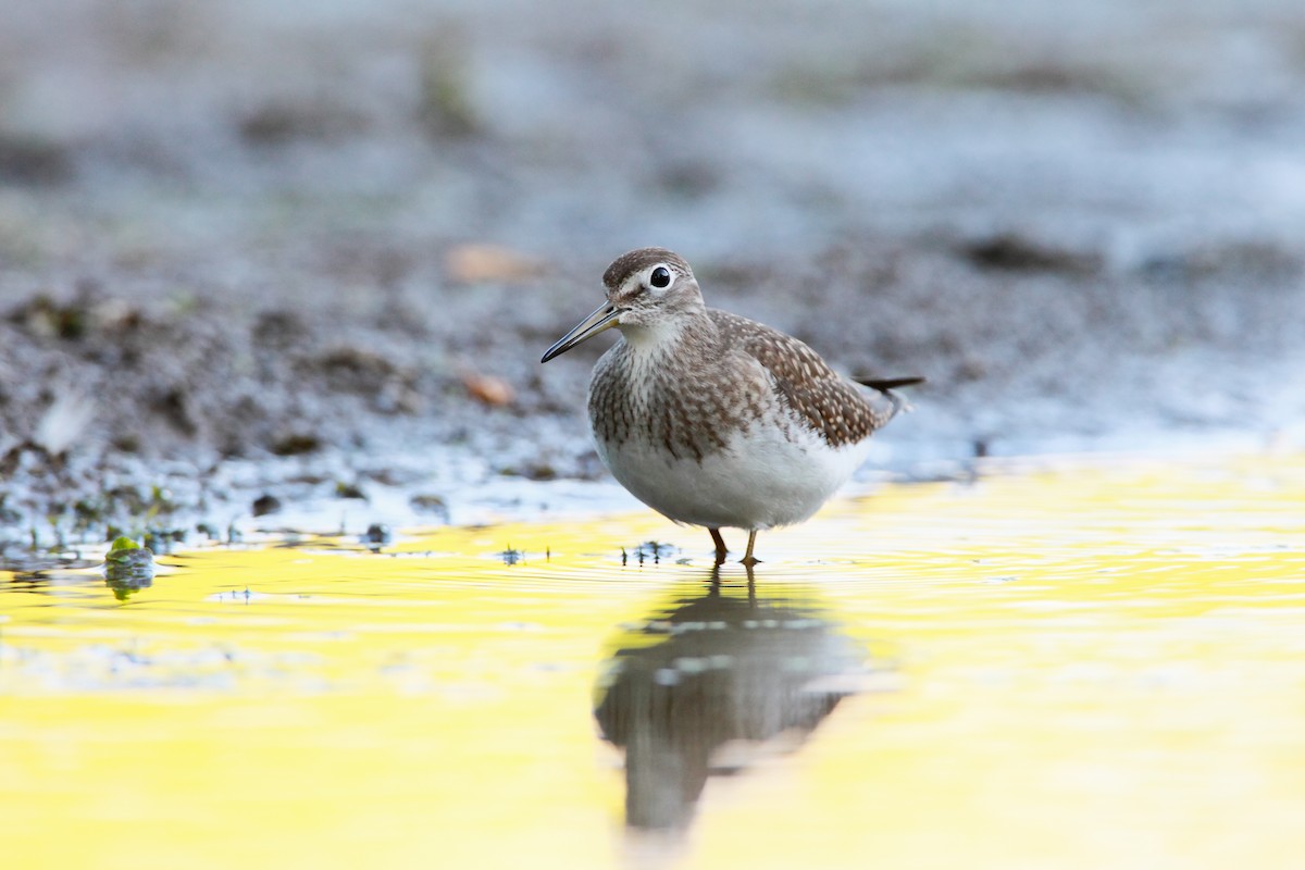 Solitary Sandpiper - ML551819181