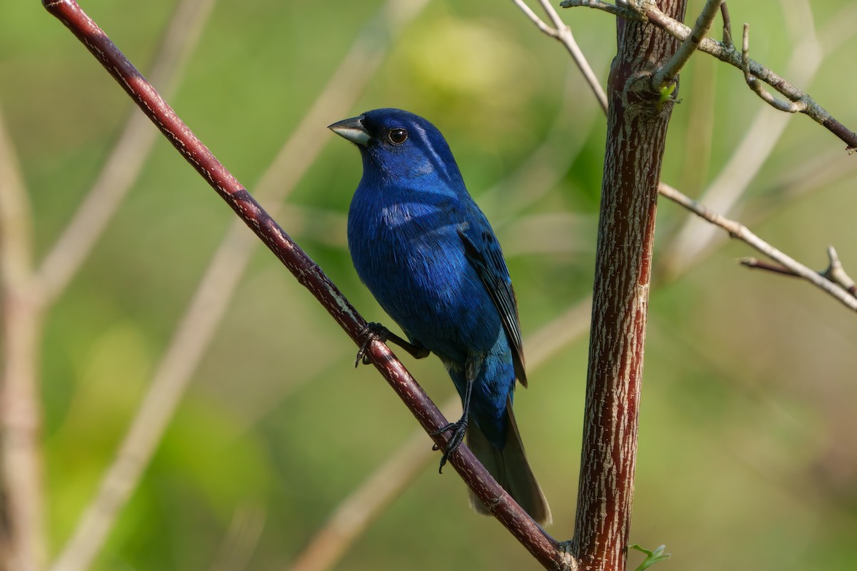 Indigo Bunting - ML551819571