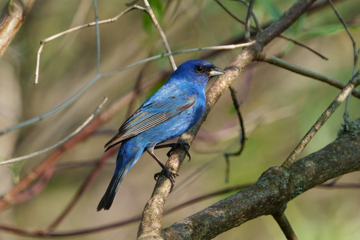 Indigo Bunting - ML551819751