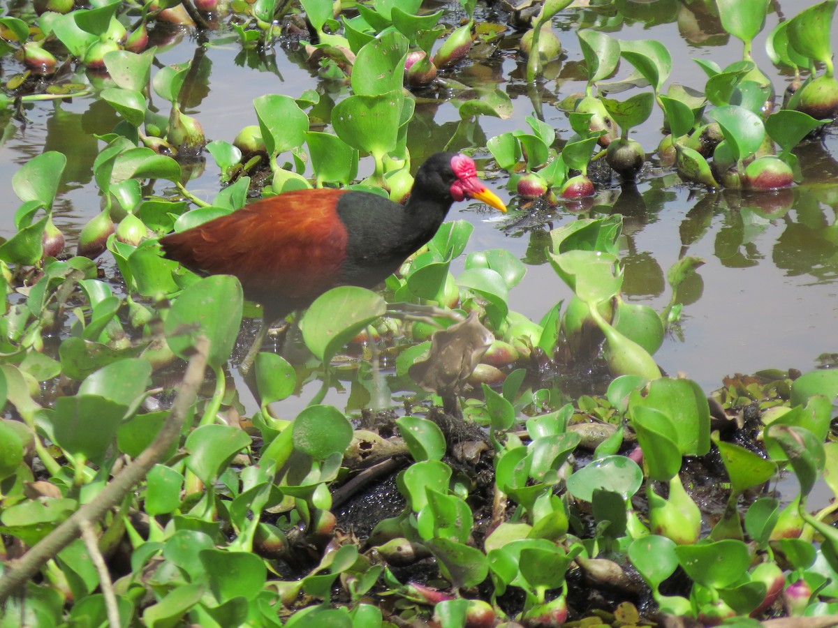 Wattled Jacana - ML551819781