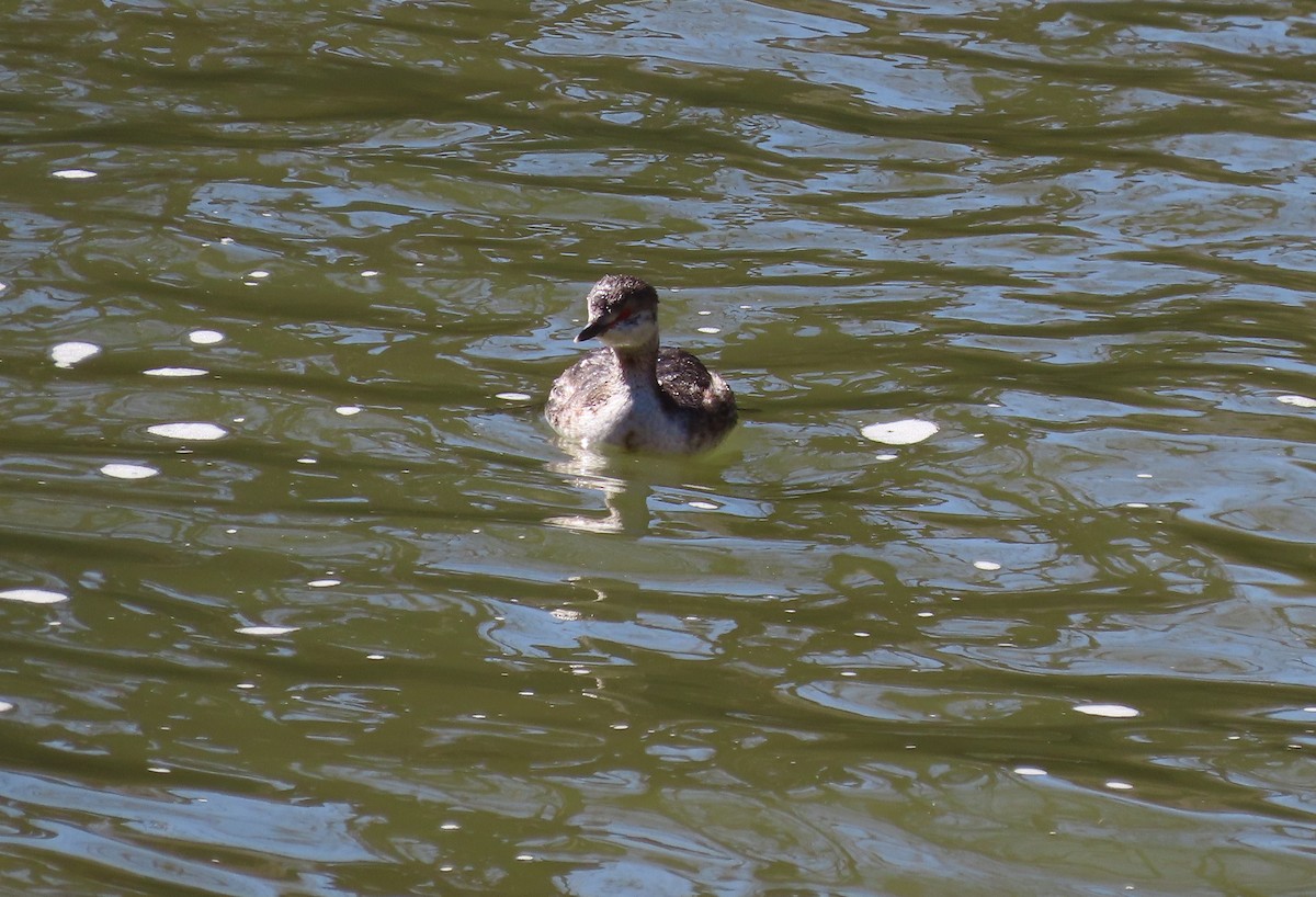 Horned Grebe - ML551820601