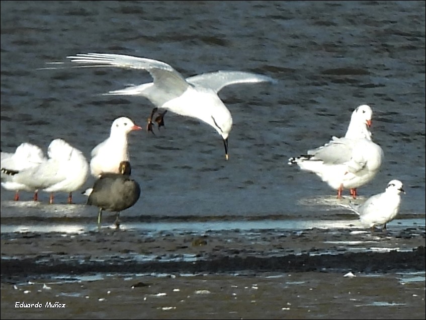 Snowy-crowned Tern - ML551820951