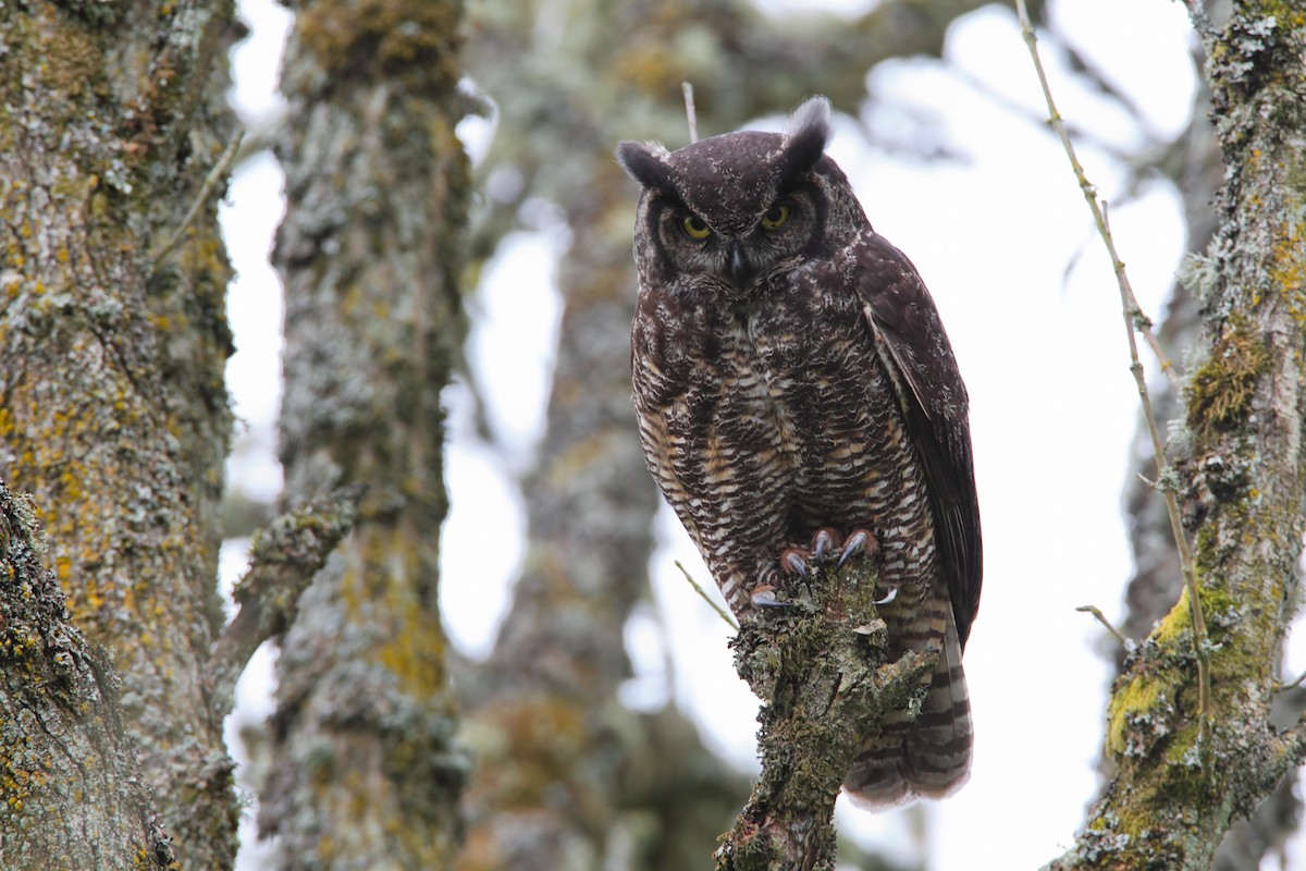 Great Horned Owl - ML551821161