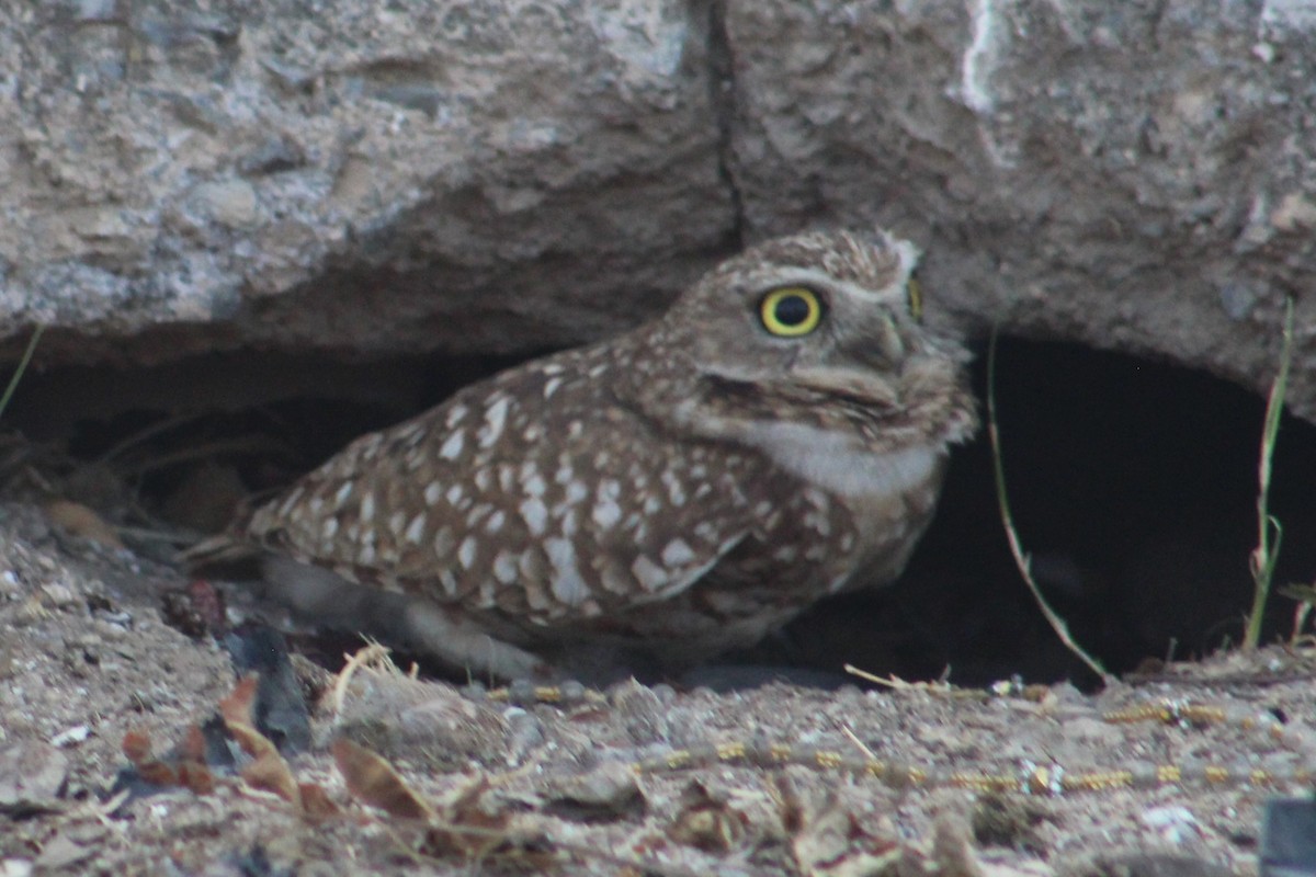 Burrowing Owl - ML551822281