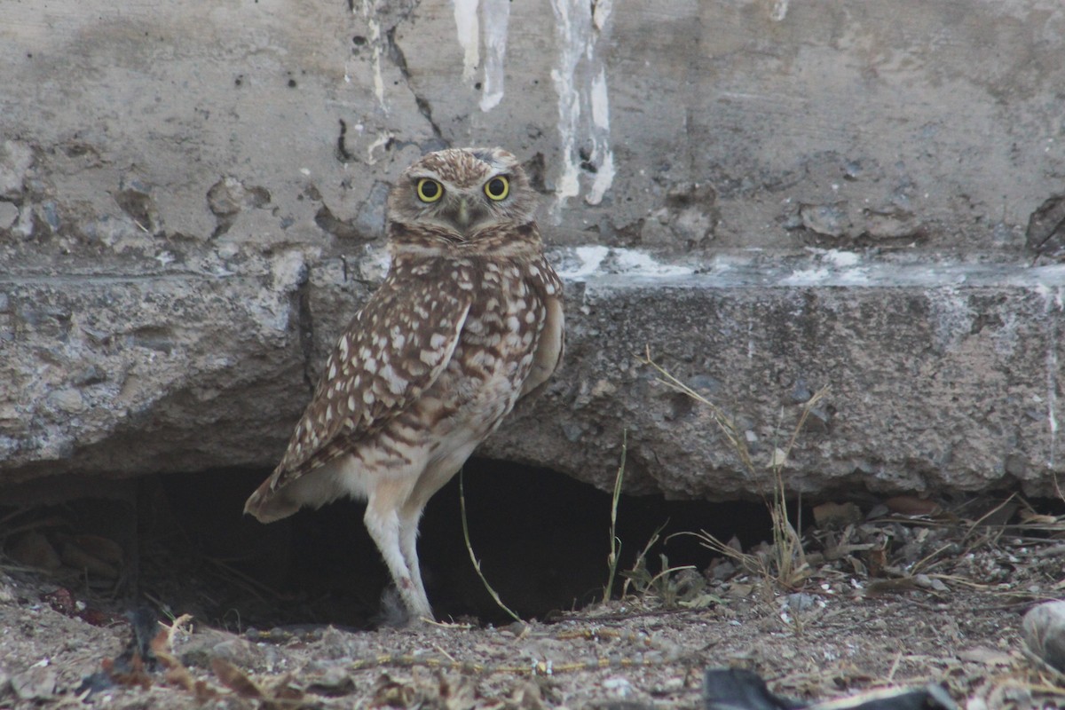 Burrowing Owl - ML551822341