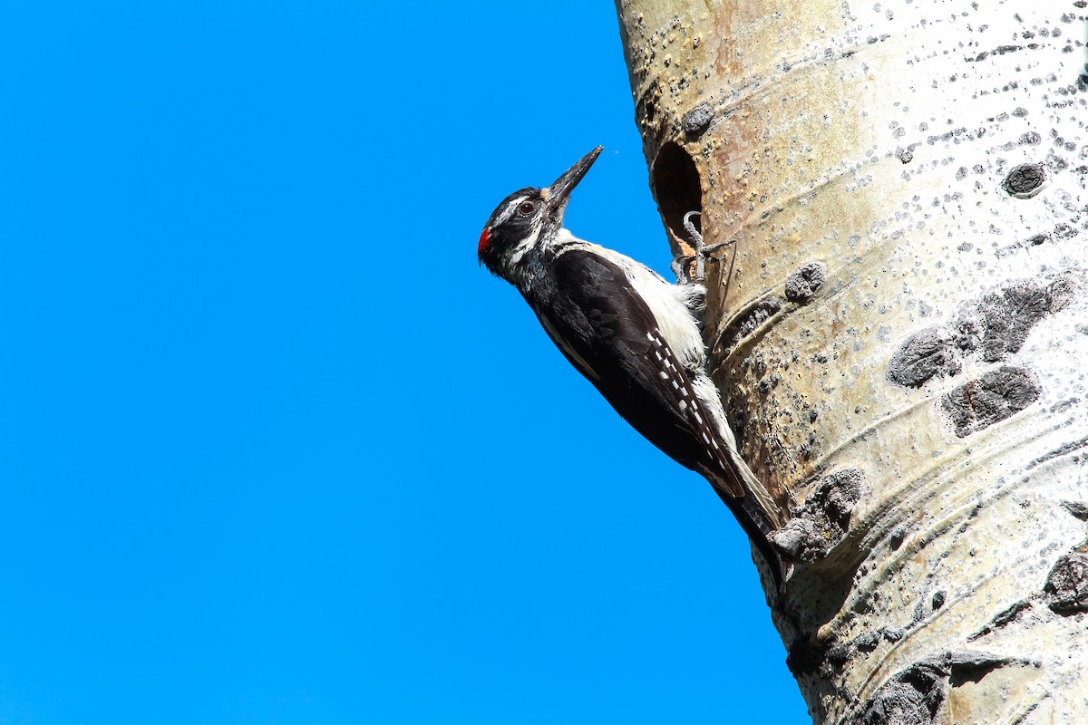 Hairy Woodpecker - Scott Carpenter