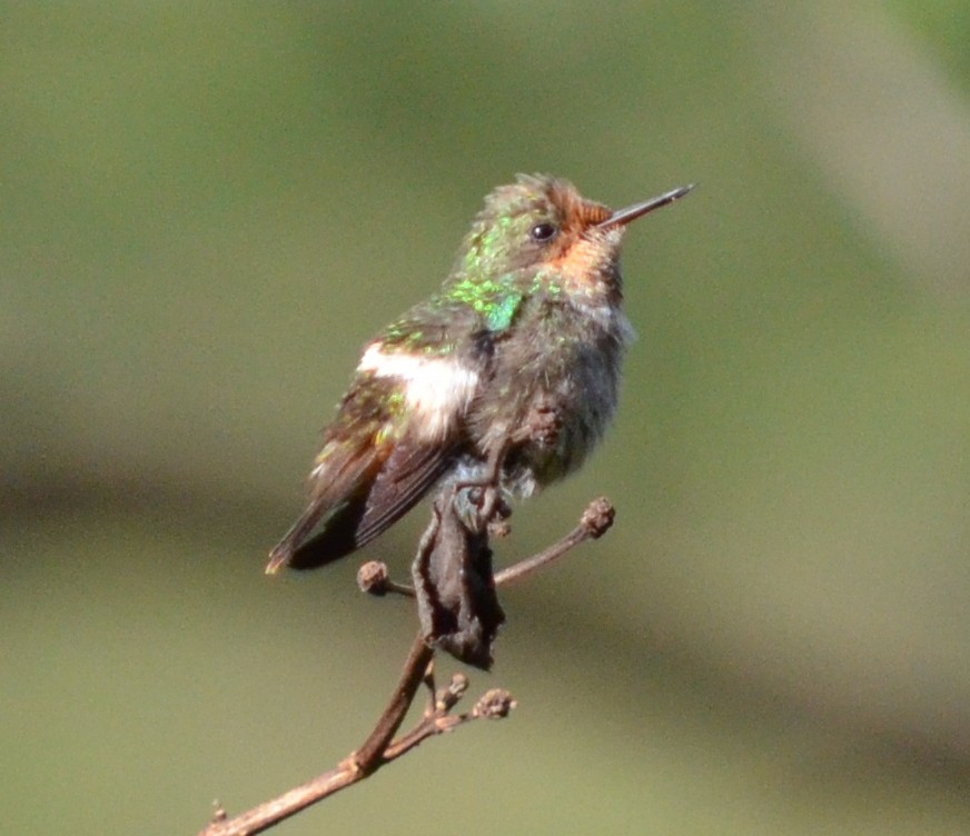 Frilled Coquette - Carl Winstead