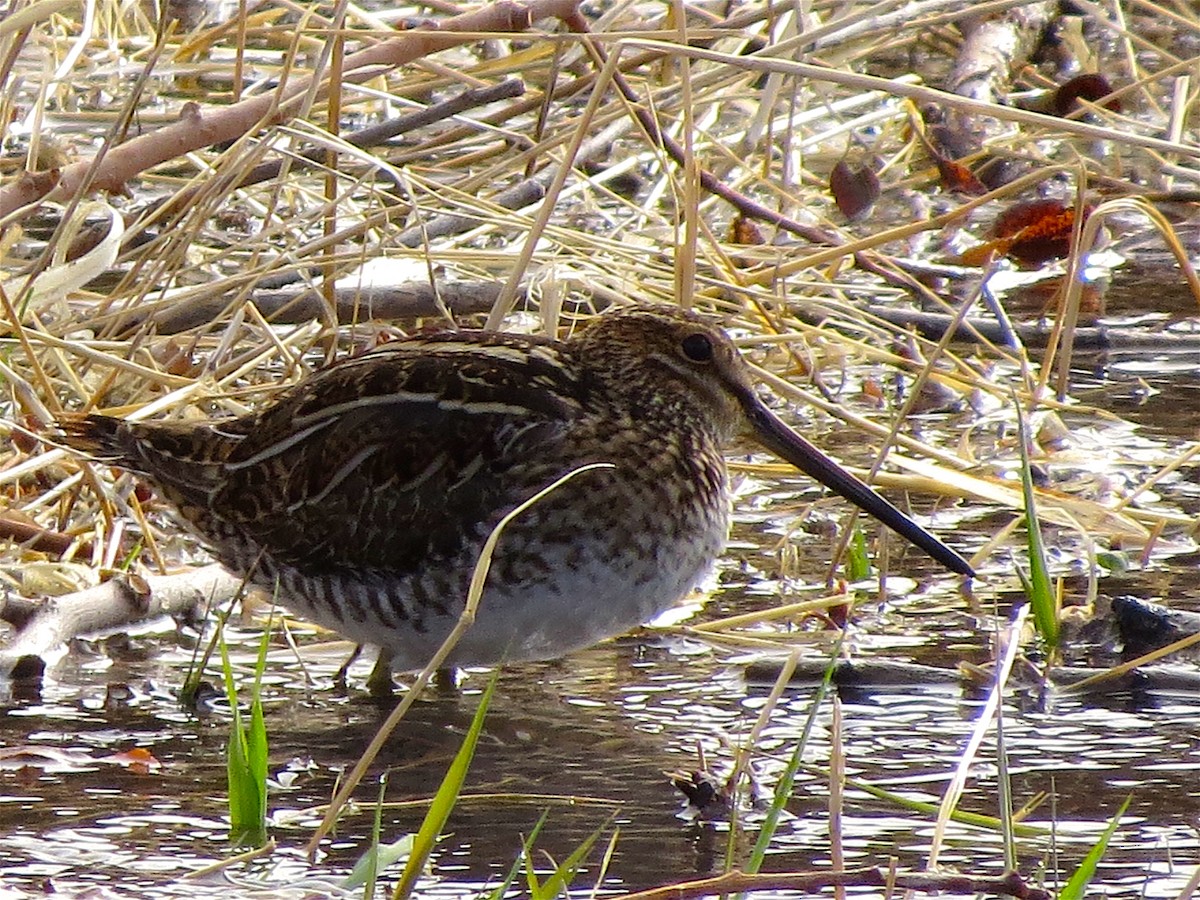 Wilson's Snipe - Ted Floyd