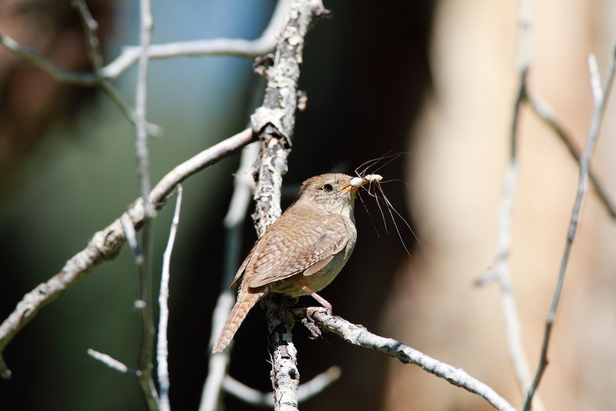 House Wren - ML551827311