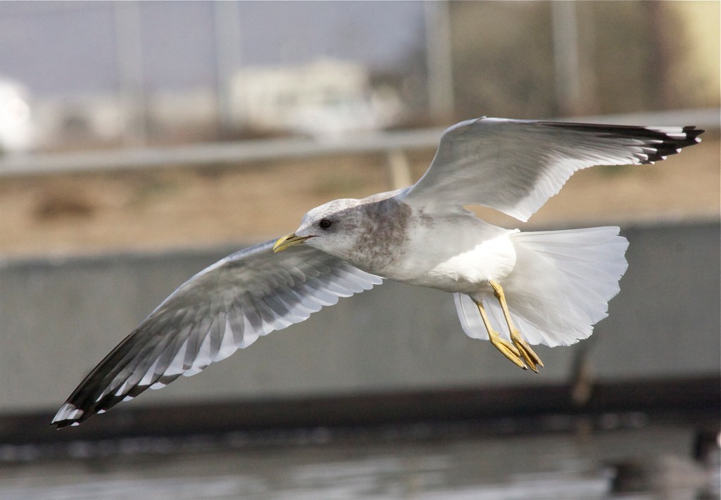 Short-billed Gull - ML551827551