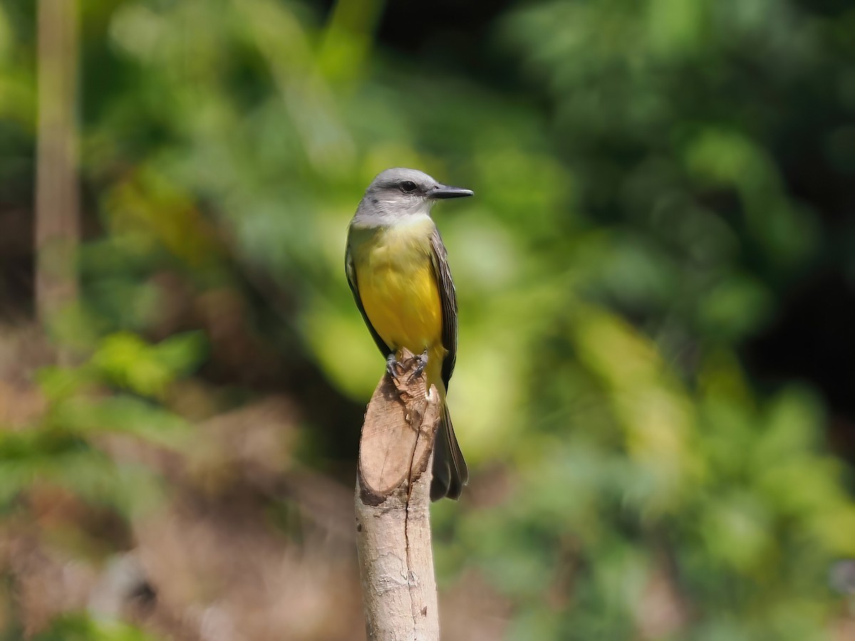 Tropical/Couch's Kingbird - ML551828141