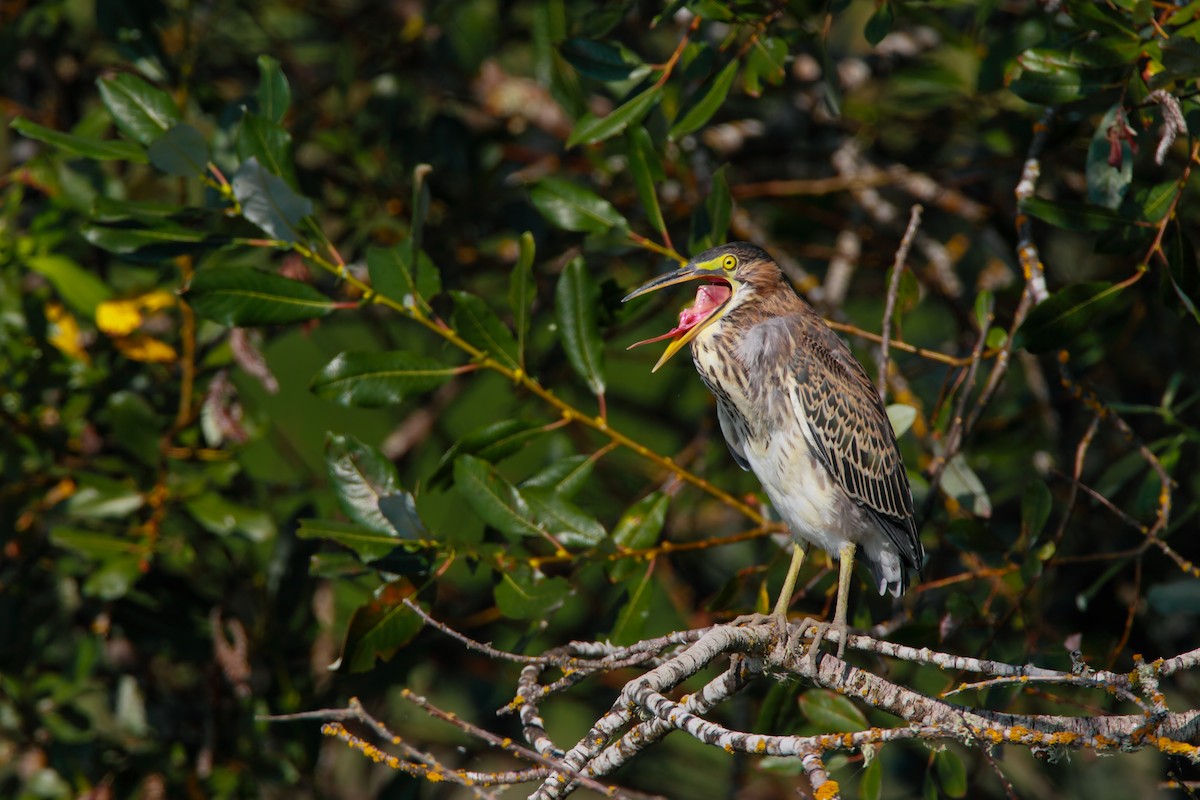 Green Heron - ML551829121