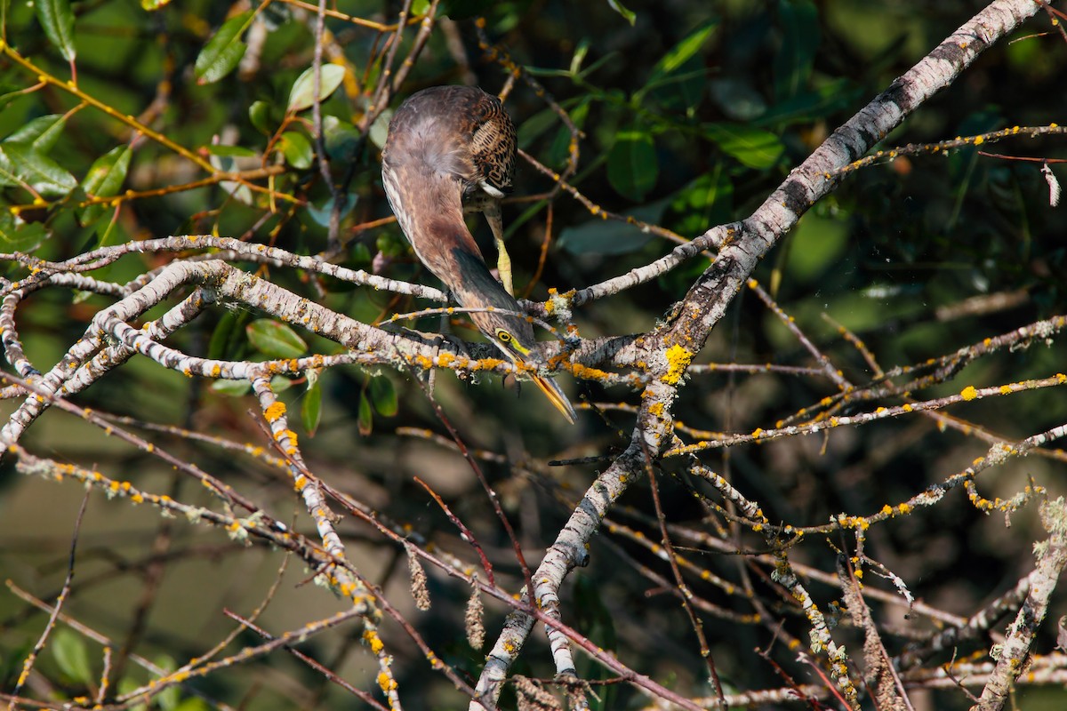 Green Heron - ML551829141