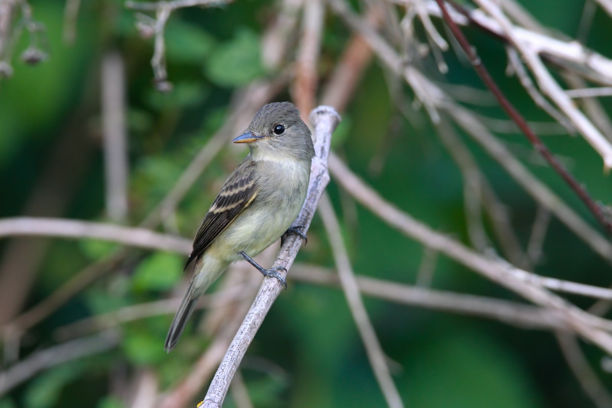 Willow Flycatcher - ML551832541