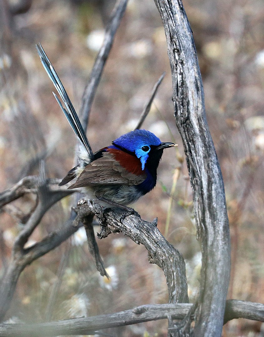 Purple-backed Fairywren - ML551834831