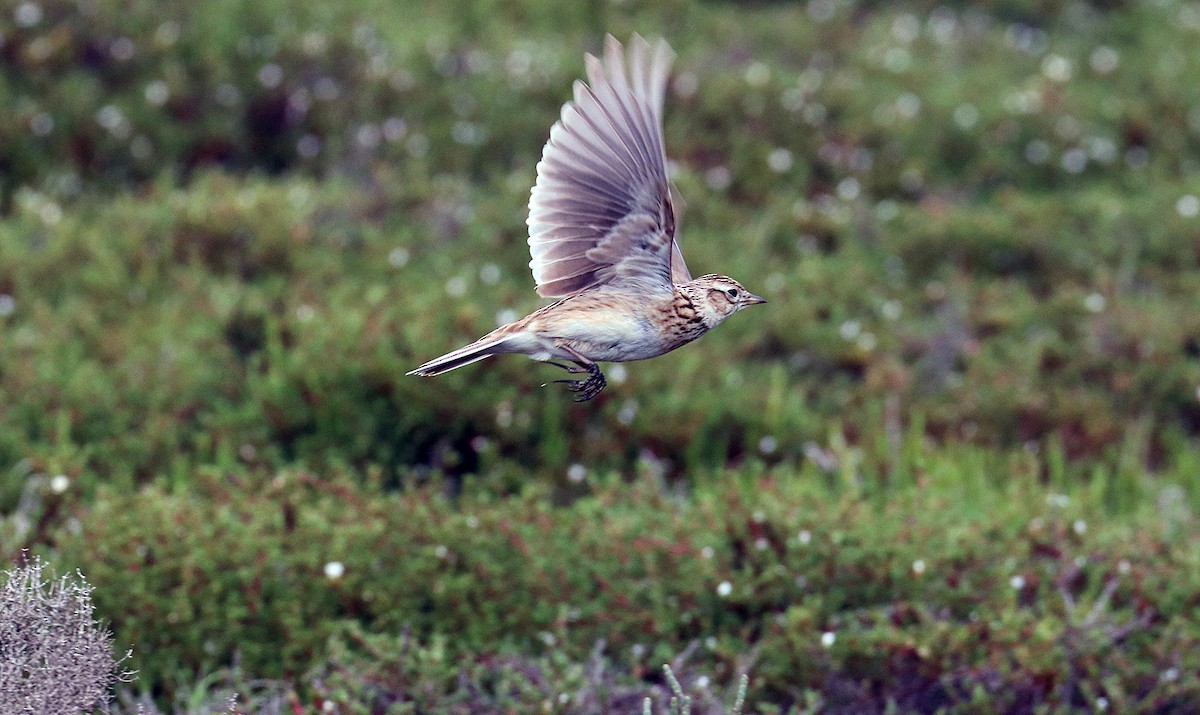 Eurasian Skylark - Peter Bennet