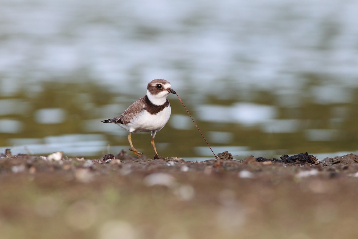 Semipalmated Plover - ML551836671