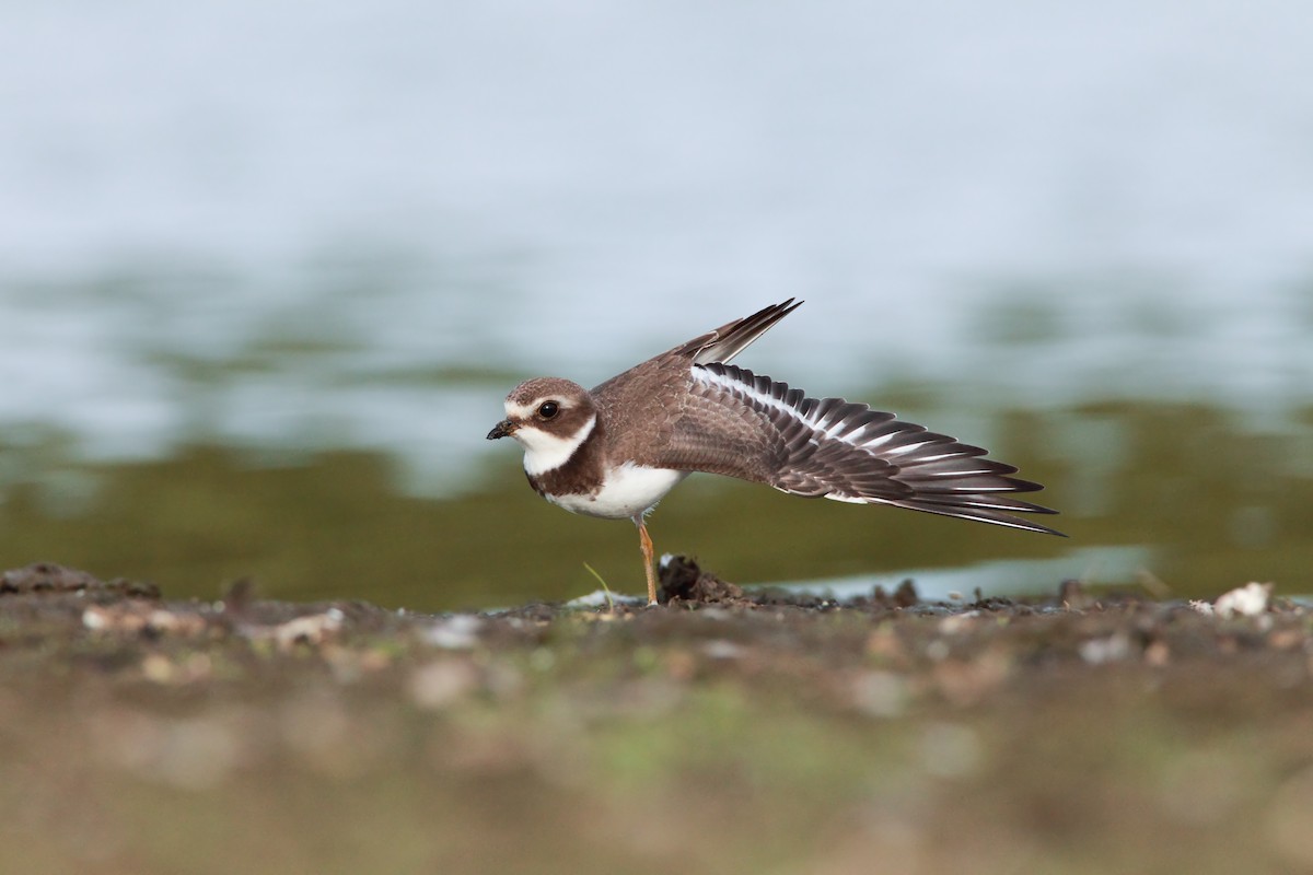 Semipalmated Plover - ML551836681